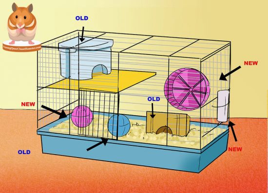 Thay cát lót, cát tắm, thức ăn mới, đồng thời đổi vị trí tất cả đồ dùng trong lồng :