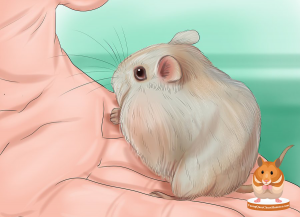 Chọn-một-bé-Hamster-khỏe-mạnh