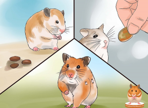 Tim-hieu-nguyen-nhan-Hamster-benh