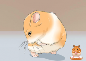 Theo-doi-Hamster-thương-xuyên