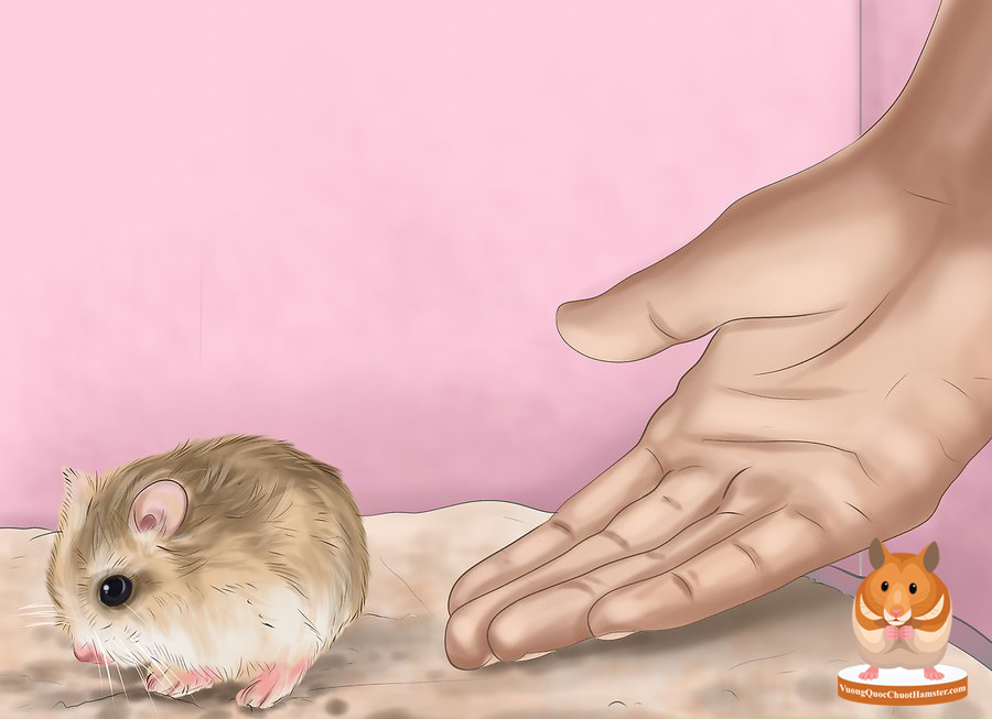 Hamster Cần Thơ