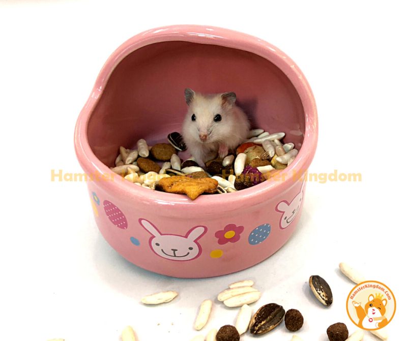 Chén feed me lớn sứ - Chén ăn cho Hamster