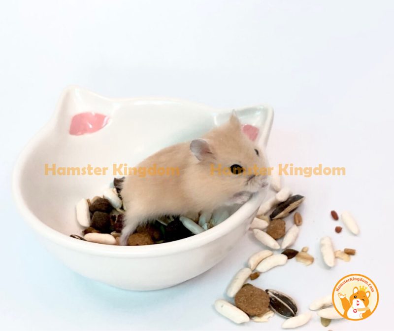 Chén sứ mèo trắng nhỏ - Chén ăn cho Hamster