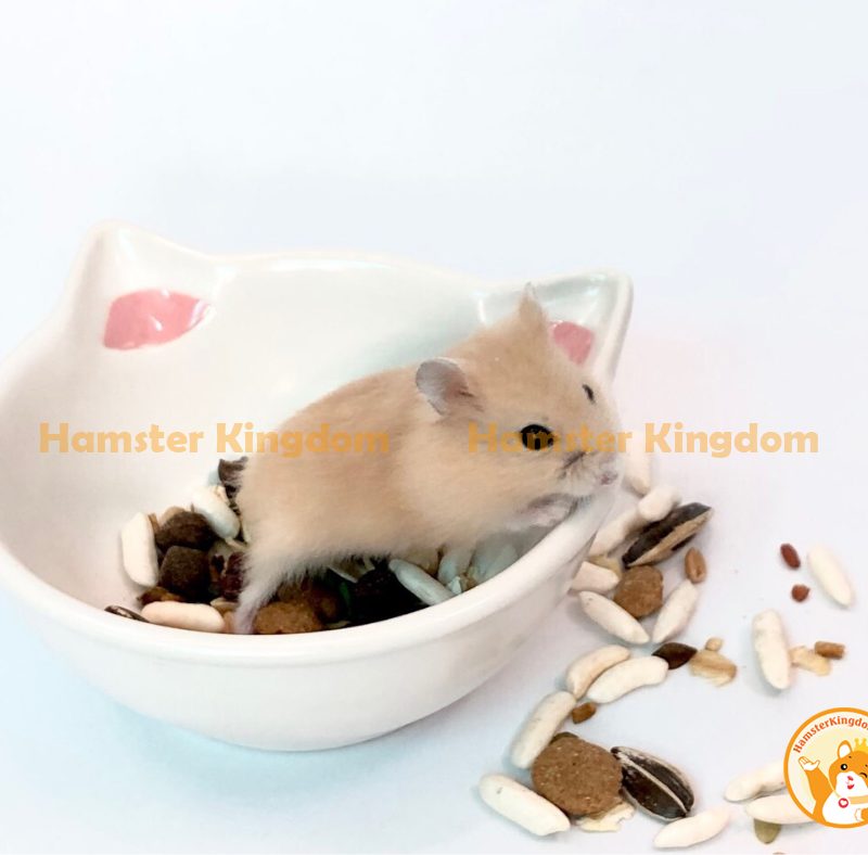 Chén sứ mèo trắng nhỏ - Chén ăn cho Hamster