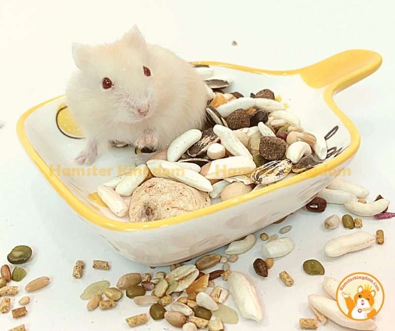 Chảo sứ vuông - Chén ăn cho Hamster