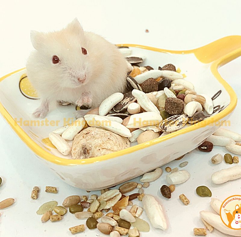 Chảo sứ vuông - Chén ăn cho Hamster