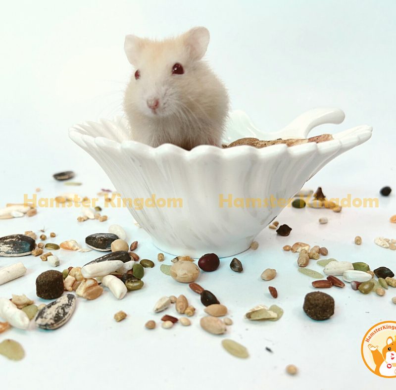 Chén sứ sò - Chén ăn cho Hamster