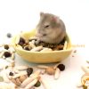 Chén ăn trái tim nhỏ - Chén ăn cho Hamster