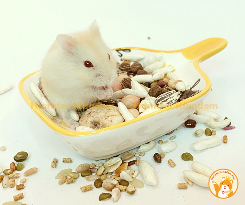 Chảo sứ vuông - Chén ăn cho Hamster