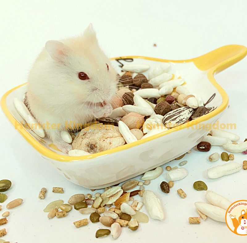 Chảo sứ vuông - Chén ăn cho Hamster