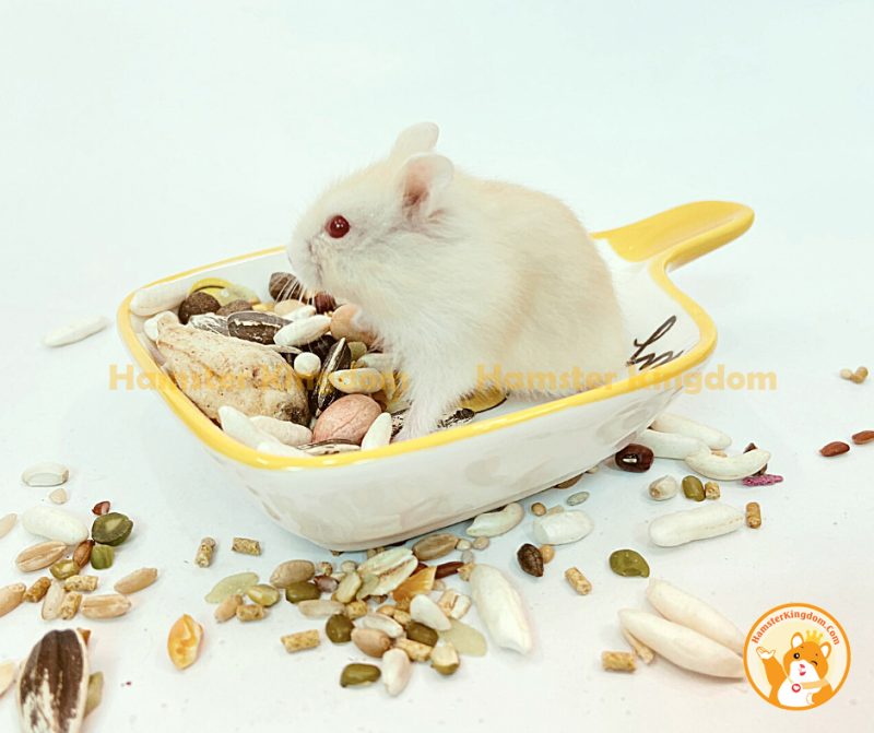 Chảo sứ vuông - Chén ăn cho Hamster