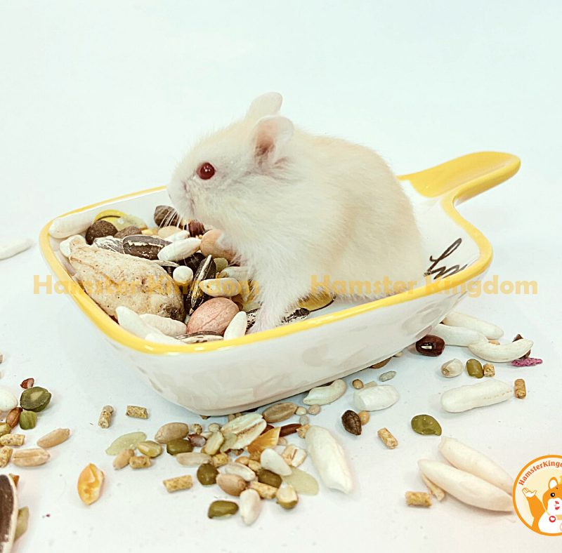 Chảo sứ vuông - Chén ăn cho Hamster