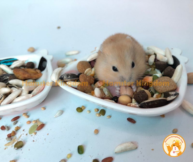 Chén sứ bò sữa - Chén ăn cho Hamster