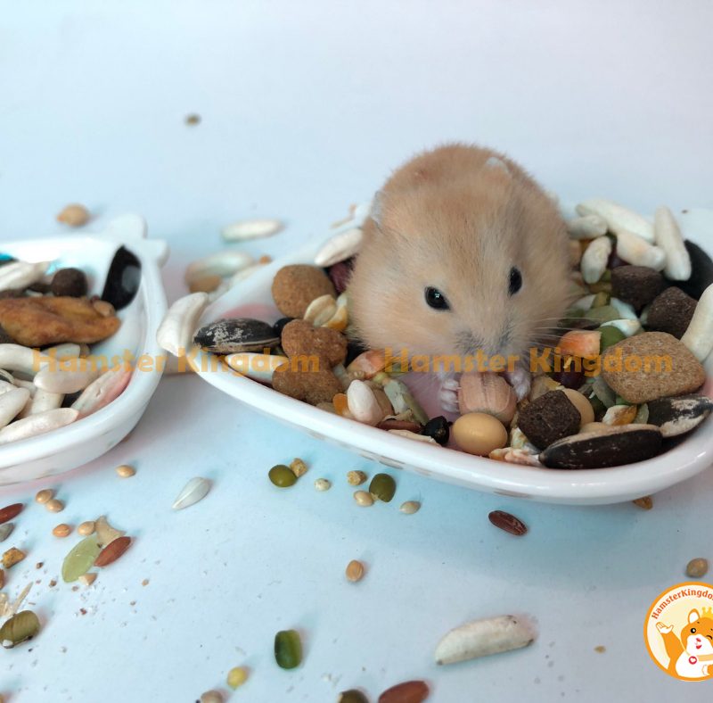 Chén sứ bò sữa - Chén ăn cho Hamster