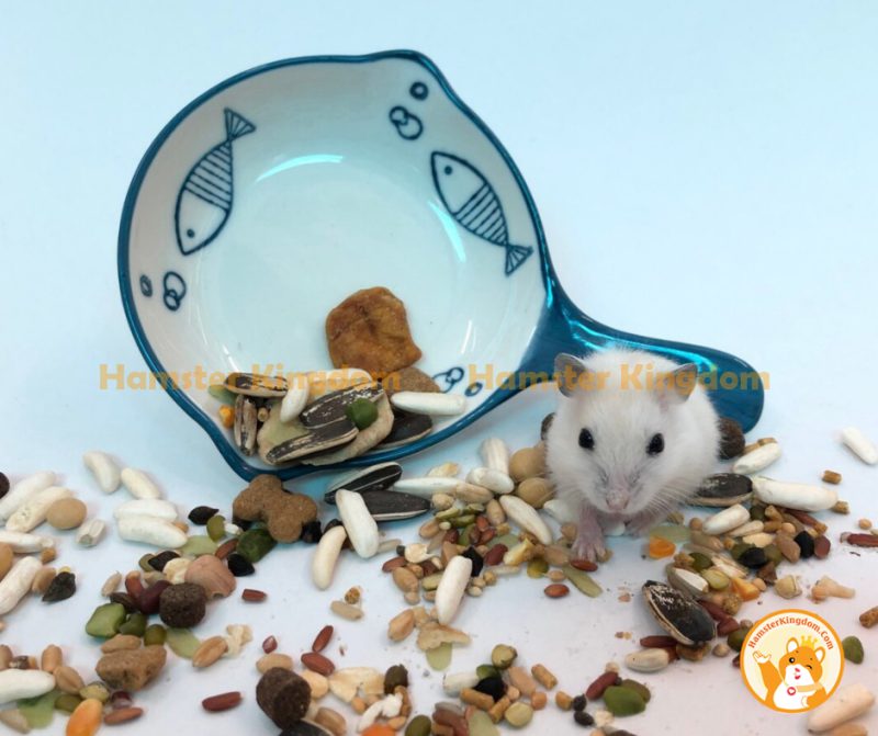 Chảo sứ tròn hoạ tiết - Chén ăn Hamster