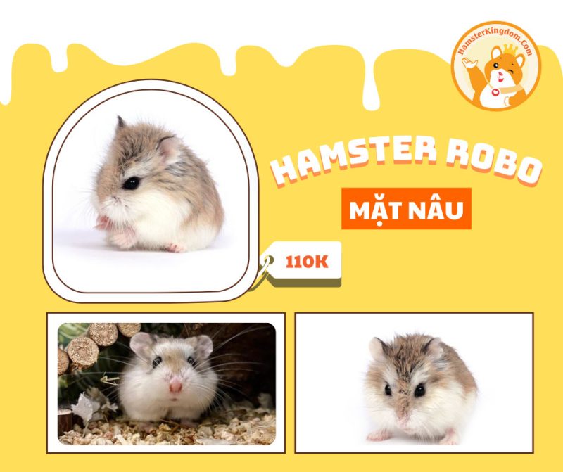 Hamster Robo mặt nâu