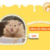 Hamster Bear Lông xù vàng mơ