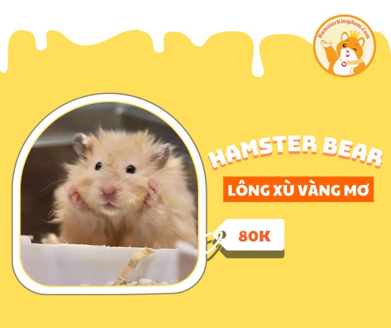 Hamster Bear Lông xù vàng mơ