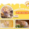 Hamster Bear Bò Sữa Vàng Mơ