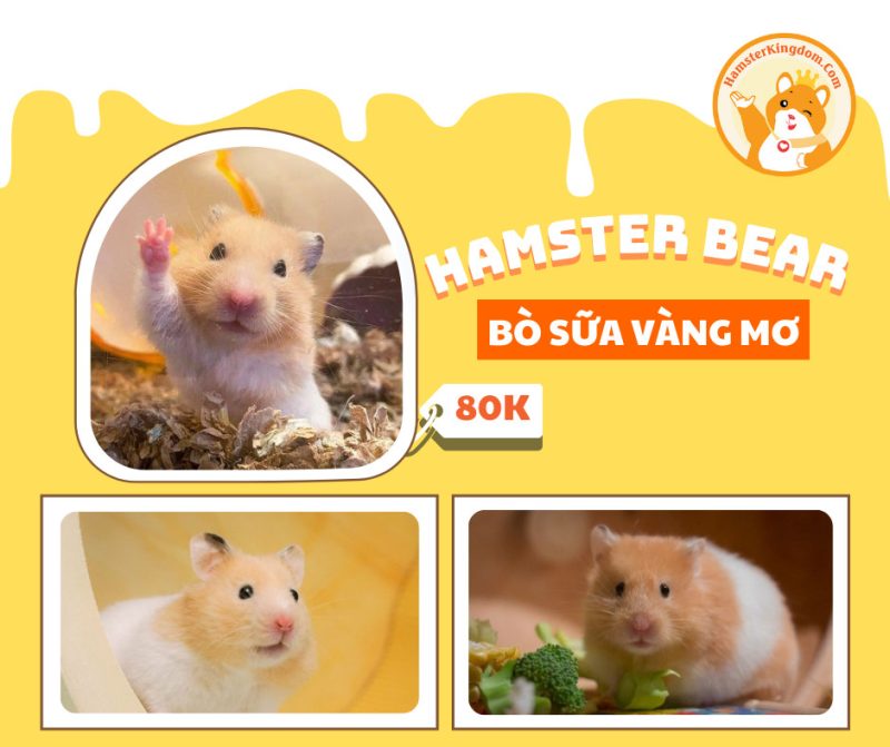 Hamster Bear Bò Sữa Vàng Mơ