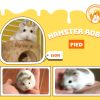Hamster Robo Pied