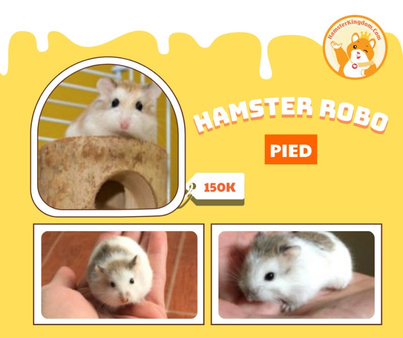 Hamster Robo Pied