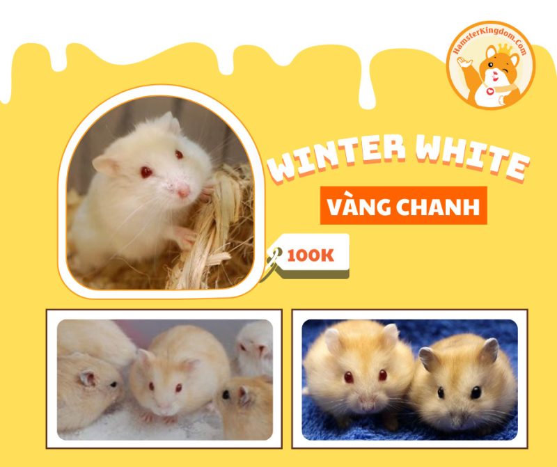 Hamster Winter White Vàng chanh