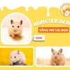 Hamster Bear Vàng mơ tai đen