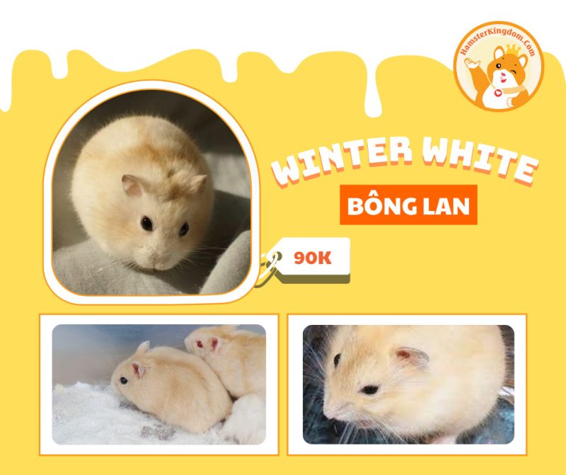 Hamster Winter White Bông Lan