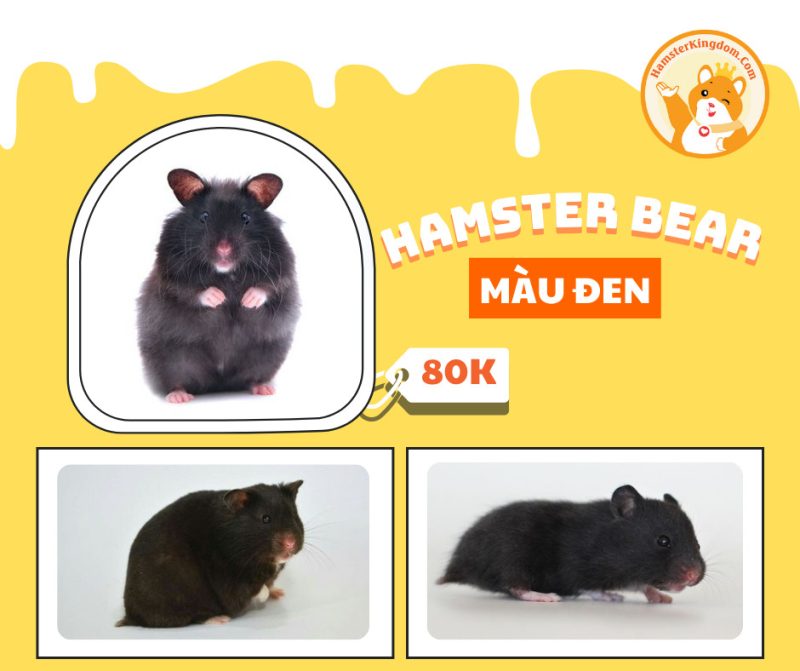 Hamster Bear màu đen