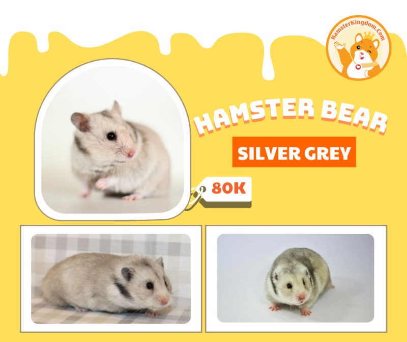 Hamster Bear Silver Grey