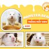 Hamster Bear Trắng Mắt Đen