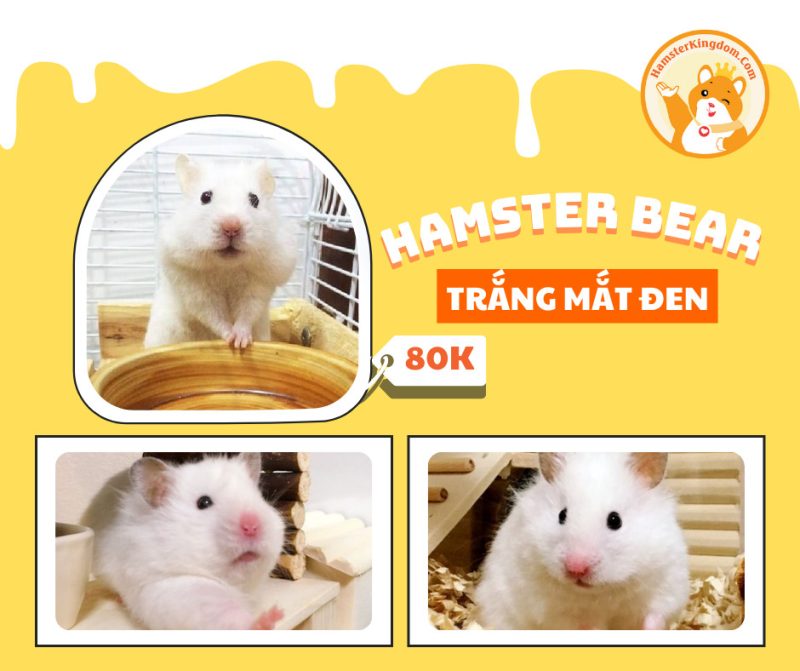 Hamster Bear Trắng Mắt Đen