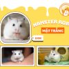 Hamster Robo Mặt trắng