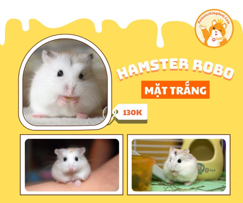 Hamster Robo Mặt trắng