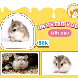 Hamster Robo Mặt Nâu [CHỈ GIAO HCM]