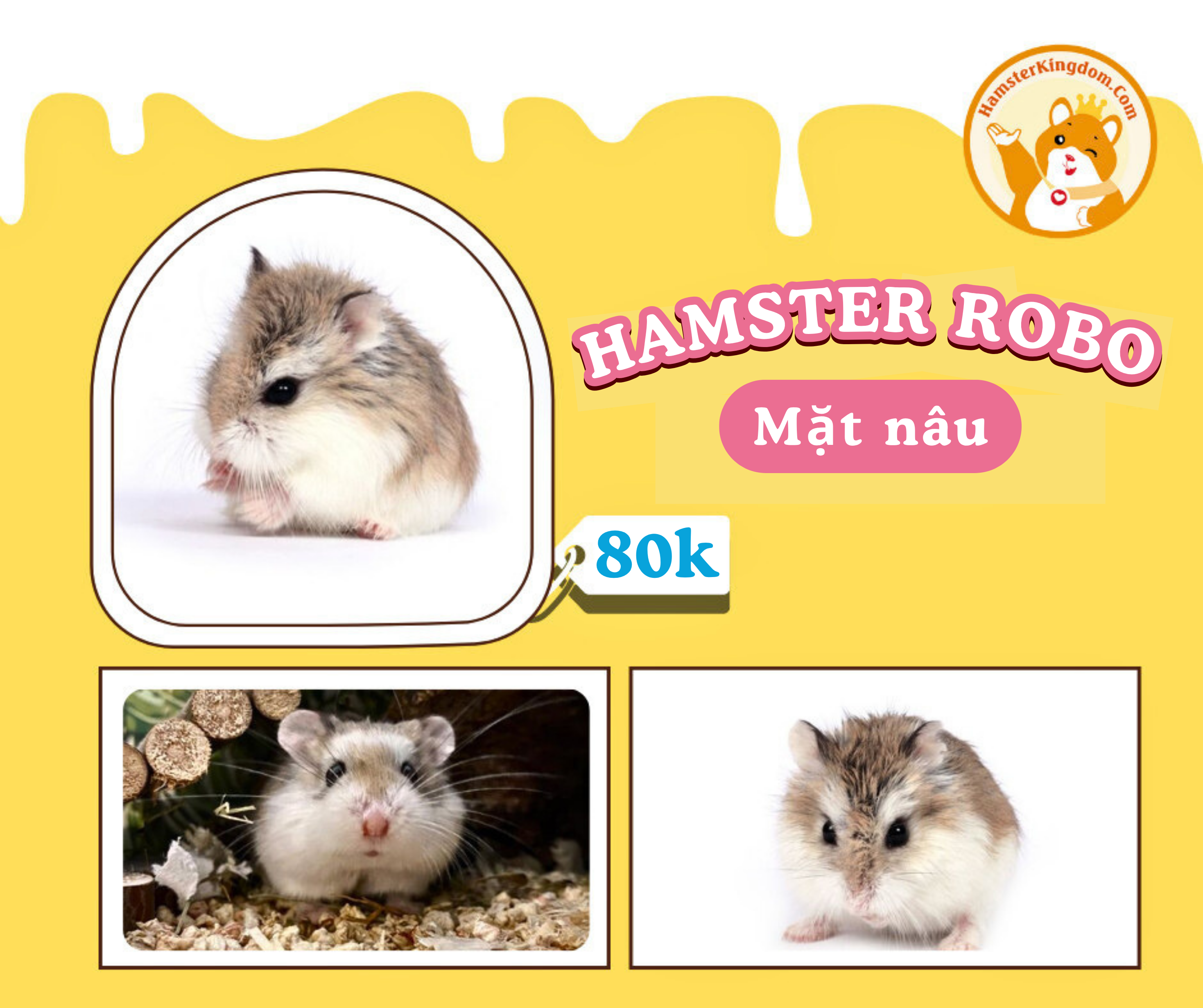 Hamster Robo Mặt Nâu [CHỈ GIAO HCM]