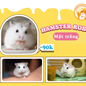 Hamster Robo Mặt Trắng [CHỈ GIAO HCM]