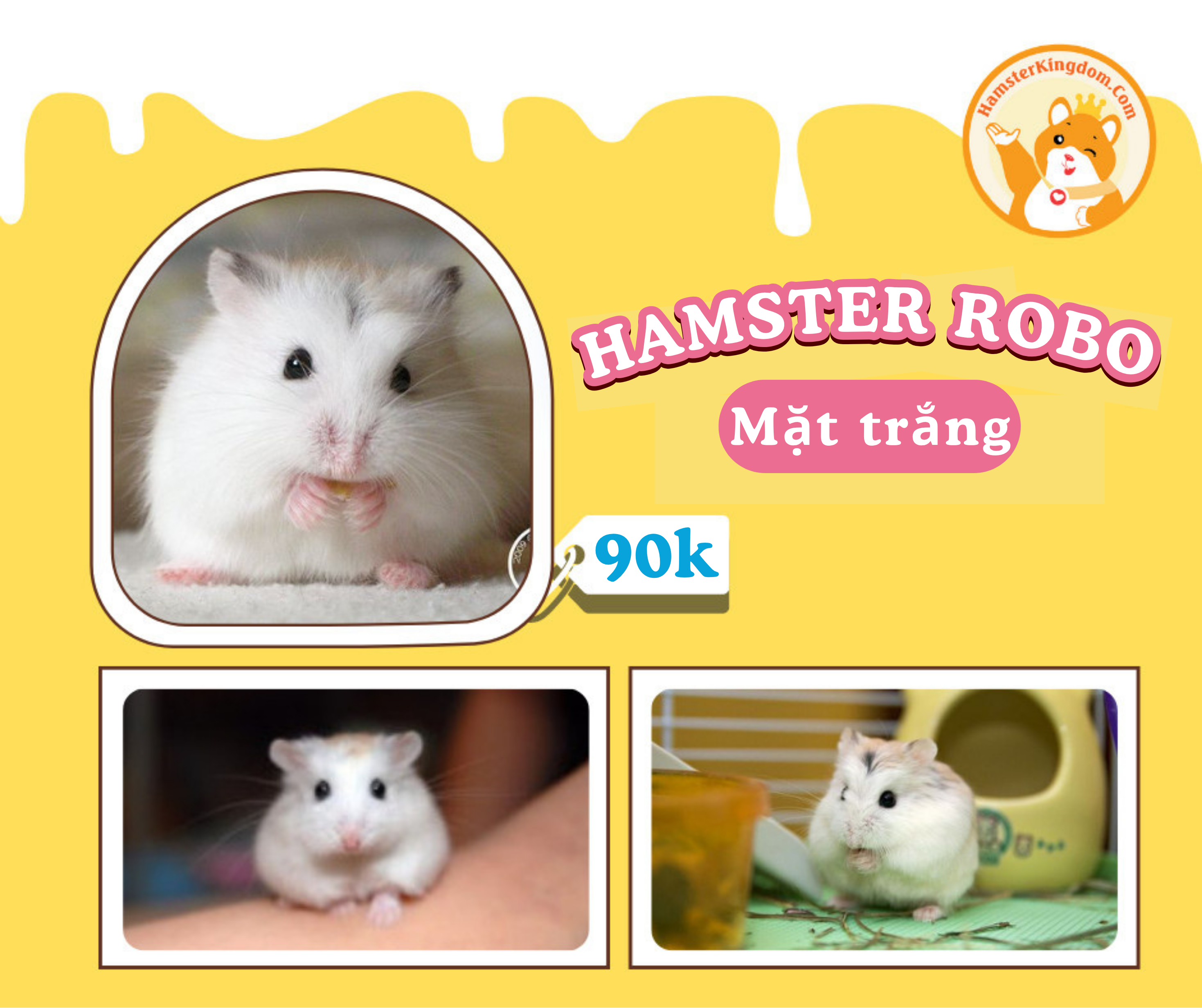Hamster Robo Mặt Trắng [CHỈ GIAO HCM]