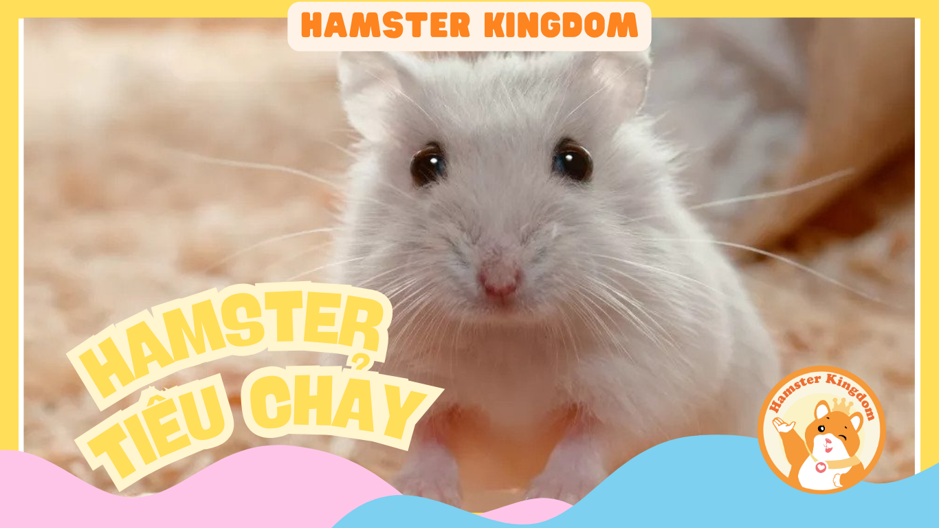 HAMSTER BỊ TIÊU CHẢY