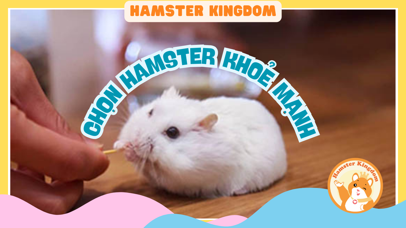 CHỌN HAMSTER KHỎE MANH