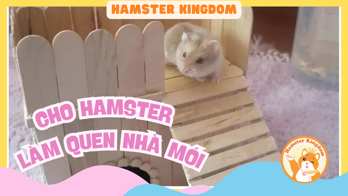 CHO HAMSTER LÀM QUEN VỚI NHÀ MỚI MỚI