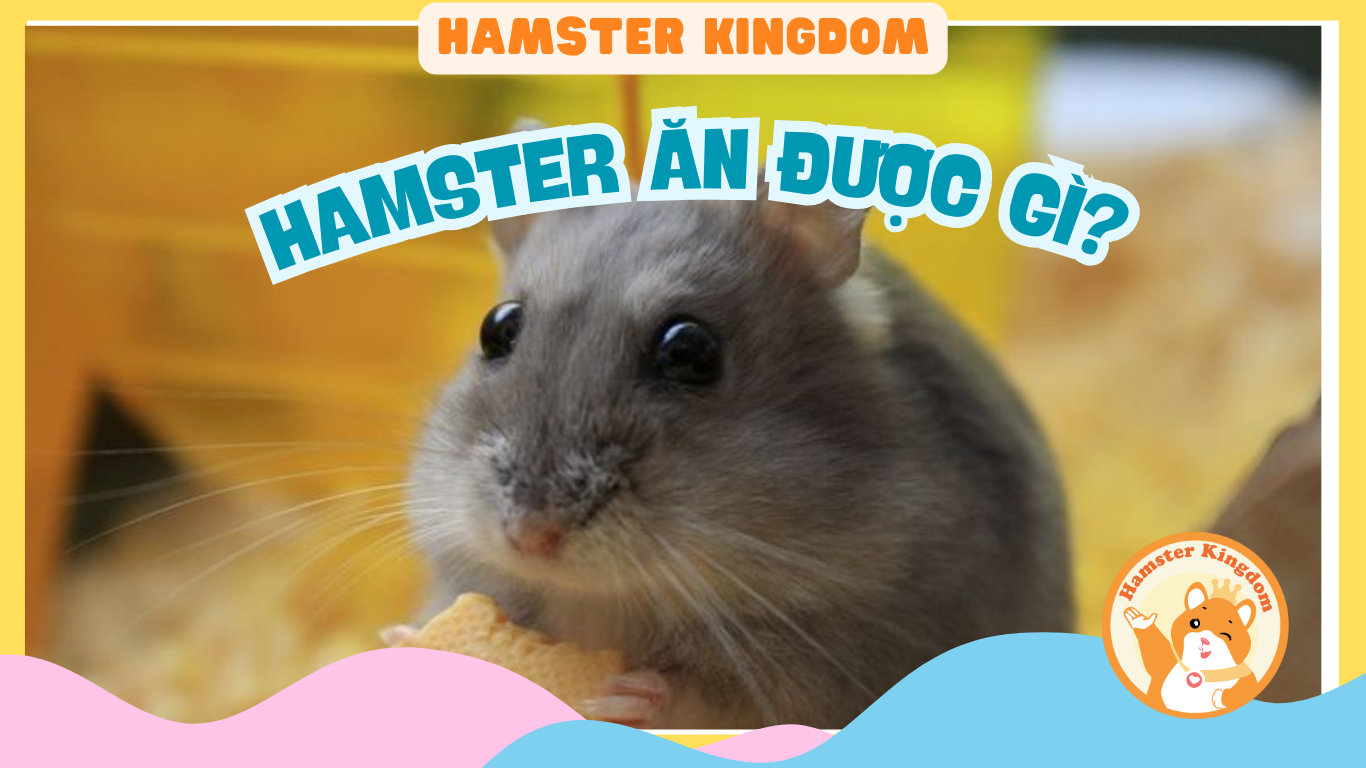 HAMSTER ĂN ĐƯỢC GÌ