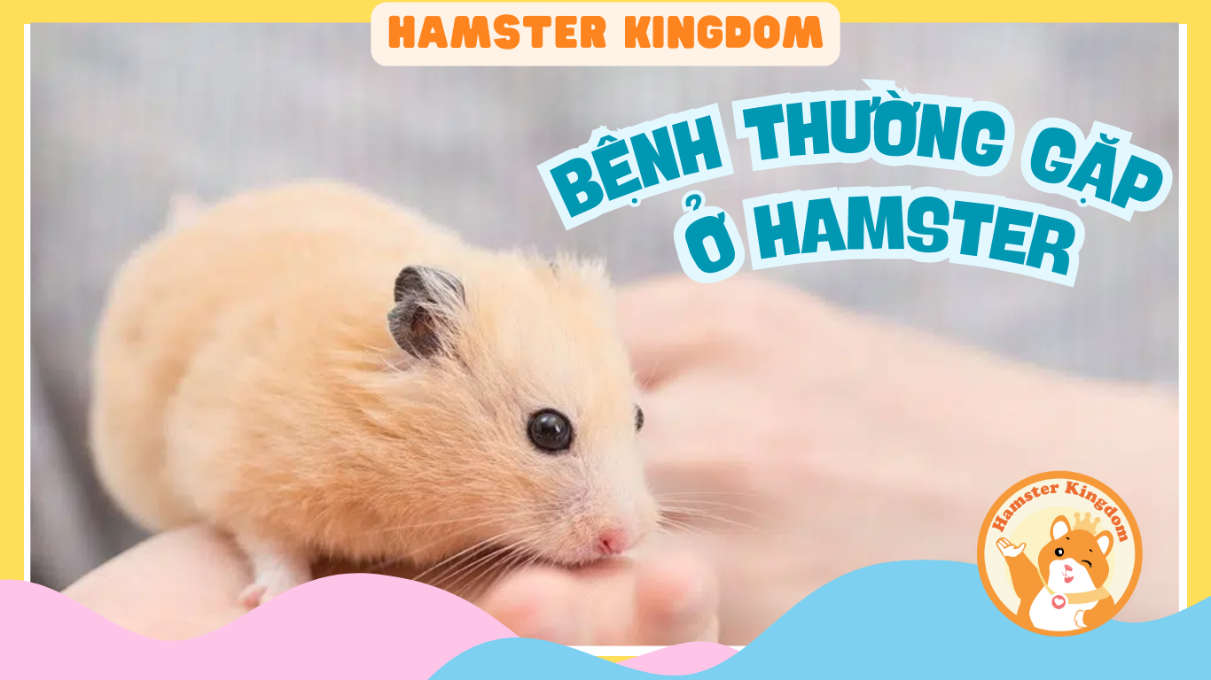 BỆNH THƯỜNG GẶP Ở HAMSTER