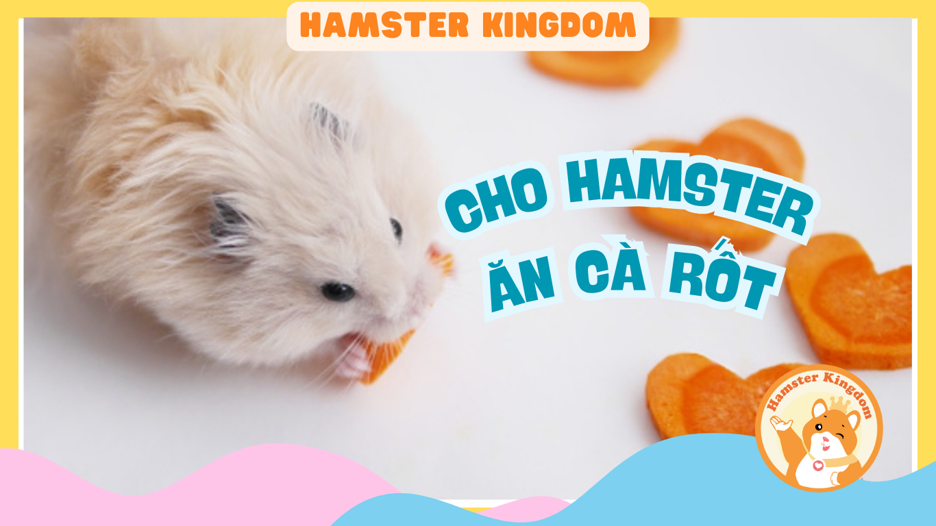 CHO HAMSTER ĂN CÀ RỐT