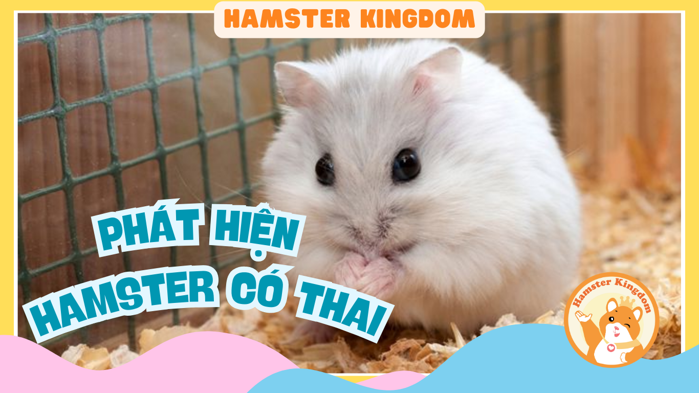 PHÁT HIỆN HAMSTER CÓ THAI