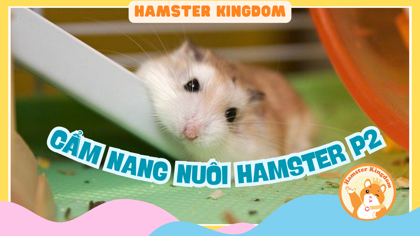 CẨM NANG NUÔI CHUỘT HAMSTER P2