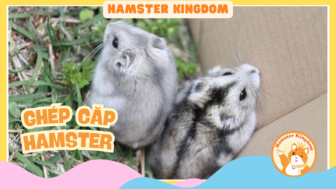 GHÉP CẶP HAMSTER