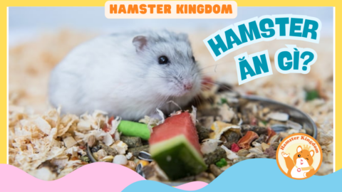CHUỘT HAMSTER ĂN GÌ