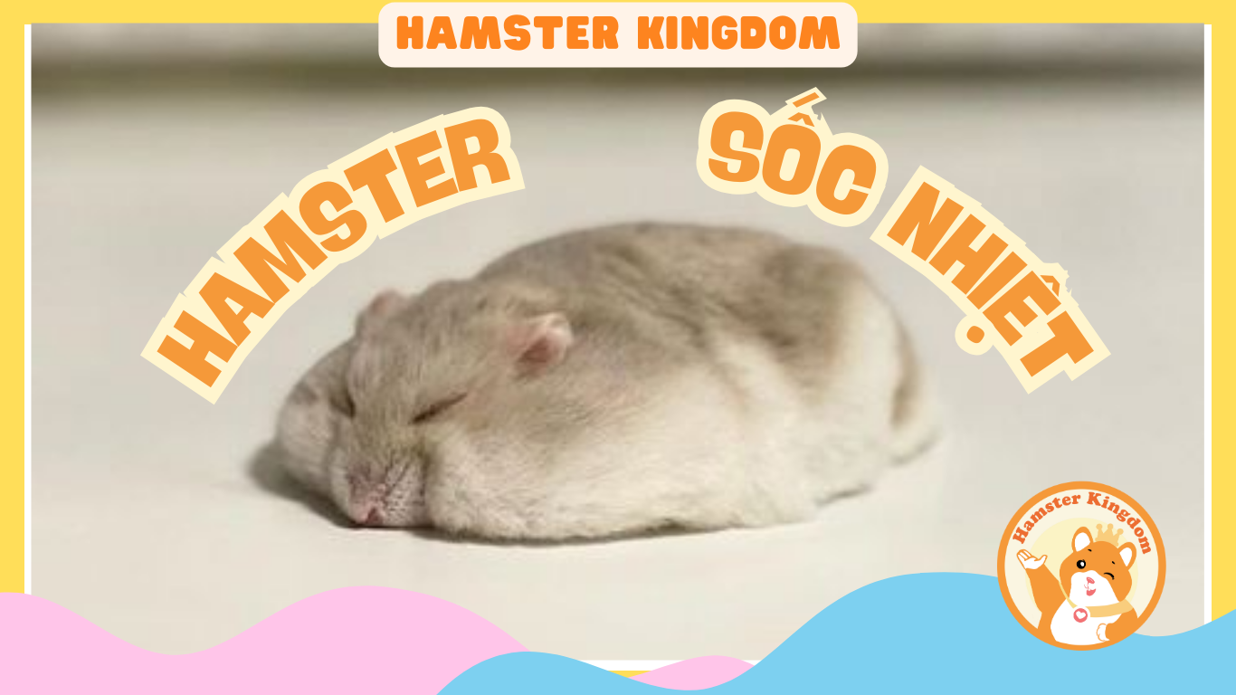 HAMSTER BỊ SỐC NHIỆT